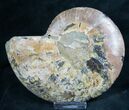 Split Ammonite Fossil (Half) #7968-1
